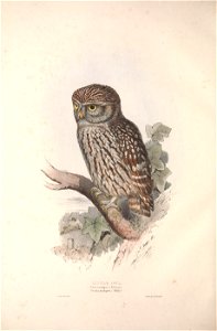 GouldBirdsEuropeILittle Owl