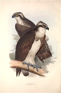GouldBirdsEuropeIOsprey