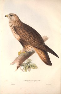 GouldBirdsEuropeIRough-legged Buzzard