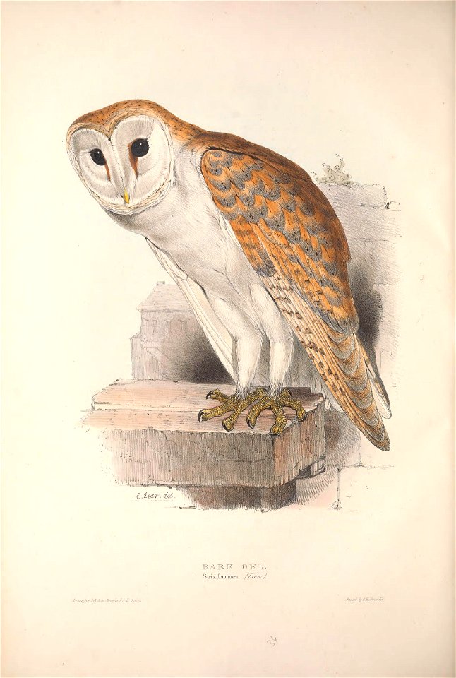 GouldBirdsEuropeIBarn Owl