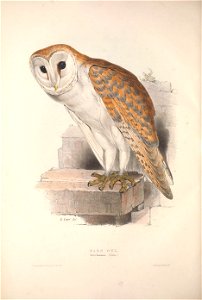 GouldBirdsEuropeIBarn Owl