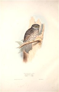 GouldBirdsIEuropeISparrow Owl