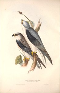 GouldBirdsEuropeIBlack-winged Kite