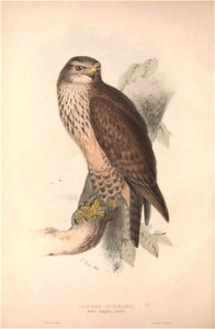 GouldBirdsEuropeICommon Buzzard