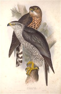 GouldBirdsEuropeIGoshawk