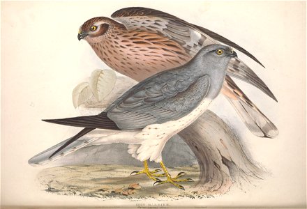GouldBirdsEuropeIHen Harrier