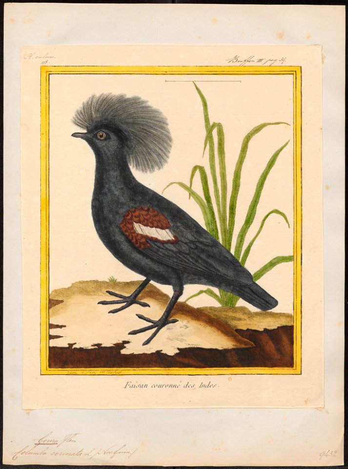 Goura coronata - 1700-1880 - Print - Iconographia Zoologica - Special Collections University of Amsterdam - UBA01 IZ15600309