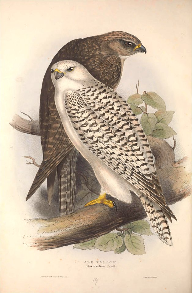 GouldBirdsEuropeIJer Falcon
