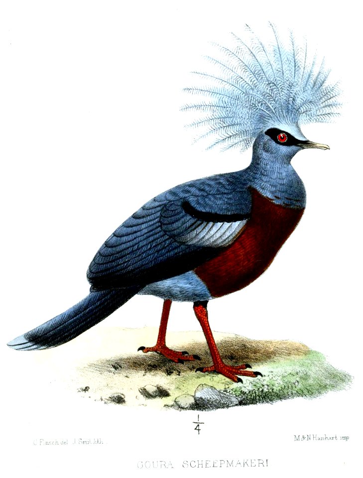GouraScheepmakeriFinsch