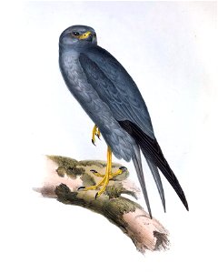 GouldBirdsEuropeILead-coloured Falcon