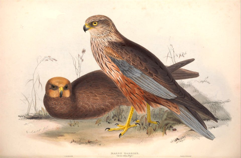GouldBirdsEuropeIMarsh Harrier