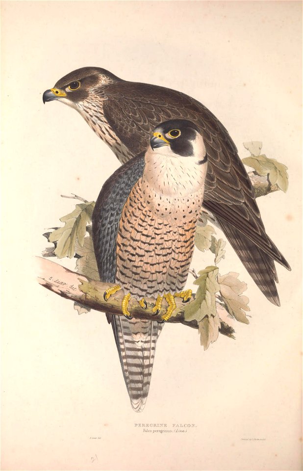 GouldBirdsEuropeIPeregrine Falcon
