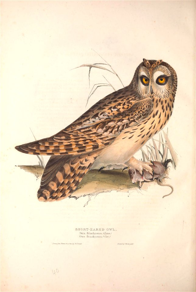 GouldBirdsEuropeIShort-Eared Owl