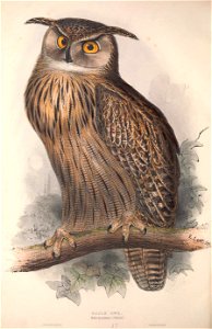 GouldBirdsIEuropeIEagle Owl
