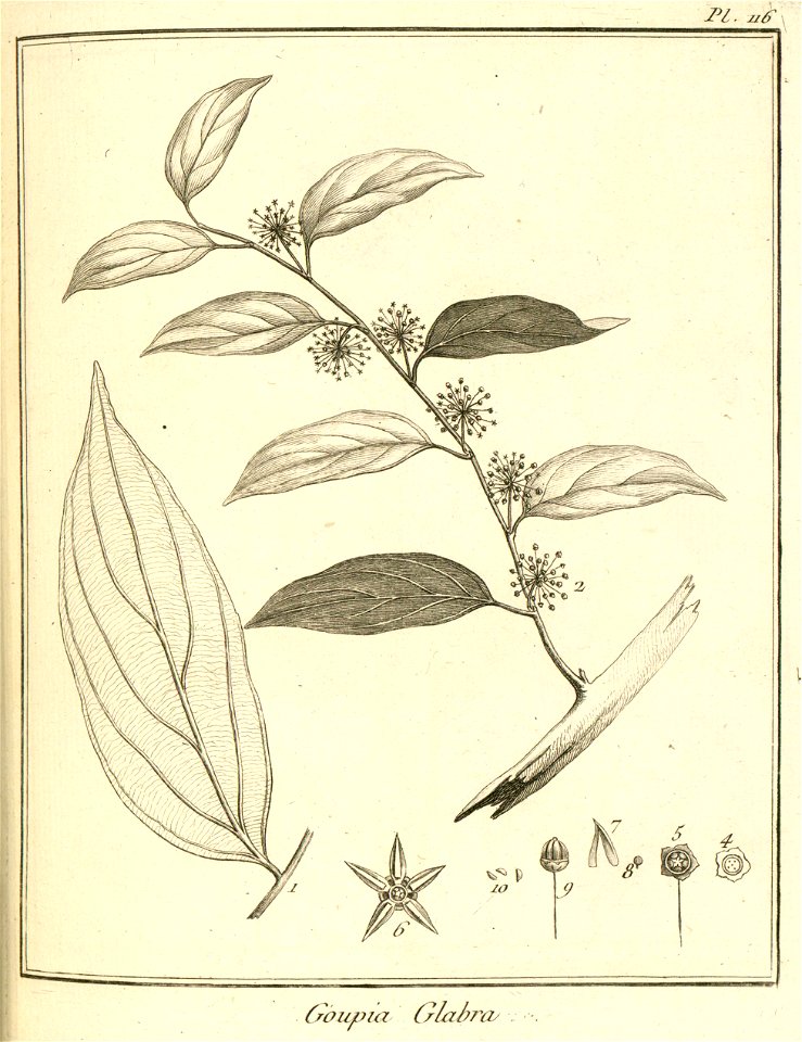 Goupia tomentosa Aublet 1775 pl 116