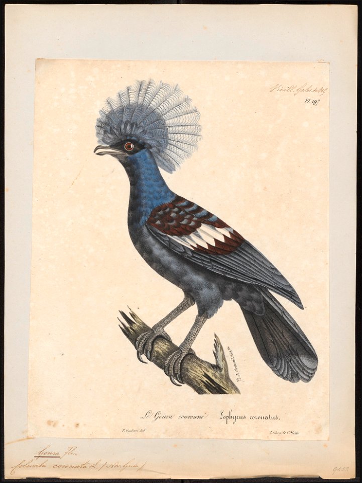 Goura coronata - 1825-1834 - Print - Iconographia Zoologica - Special Collections University of Amsterdam - UBA01 IZ15600313