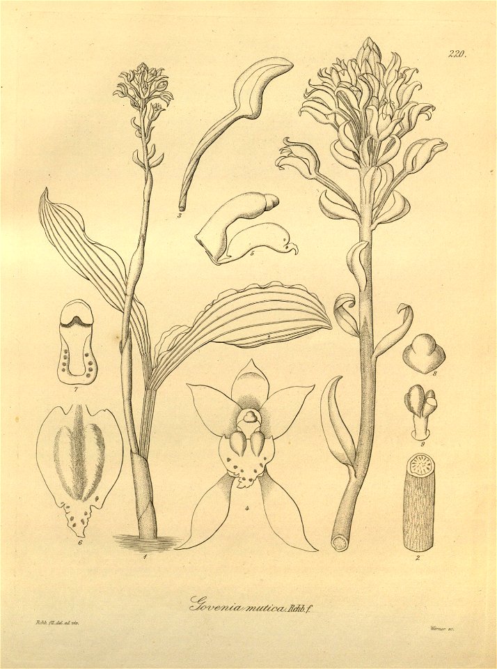 Govenia alba (as Govenia mutica) - Xenia 3 pl 220