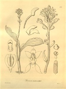Govenia alba (as Govenia mutica) - Xenia 3 pl 220. Free illustration for personal and commercial use.