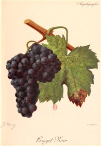 Gouget noir