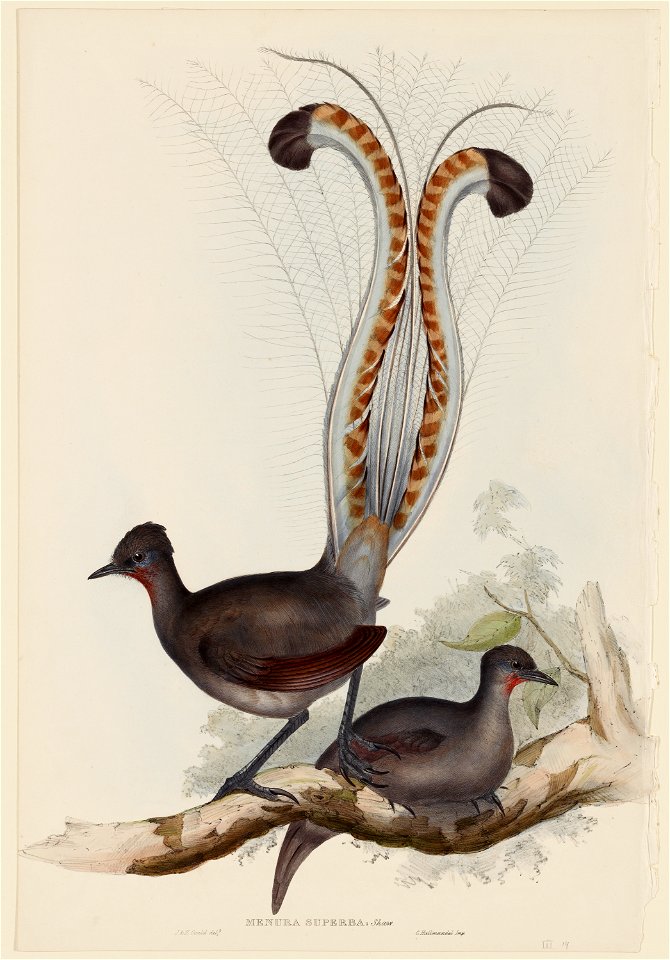 Gould MenuraSuperbaShawLyrebird MIA P19812