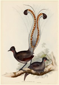 Gould MenuraSuperbaShawLyrebird MIA P19812