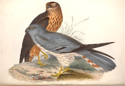 GouldBirdsEuropeIAsh-coloured Harrier