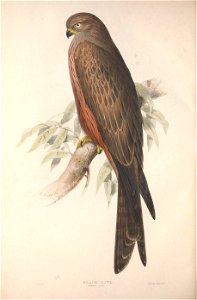 GouldBirdsEuropeIBlack Kite