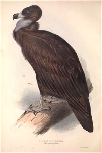 GouldBirdsEuropeICinerousVulture