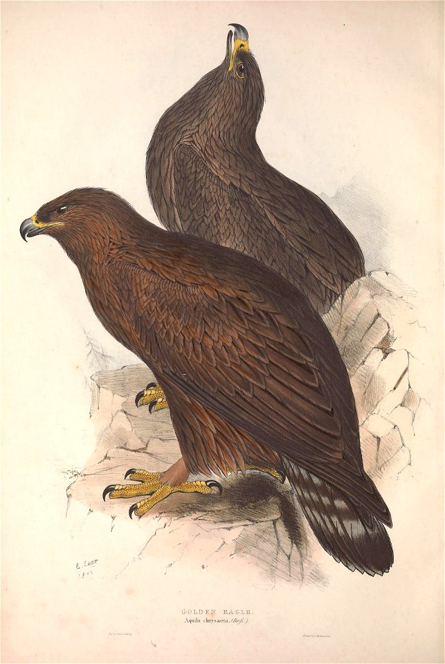 GouldBirdsEuropeIGolden Eagle