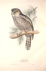 GouldBirdsEuropeIHawk Owl