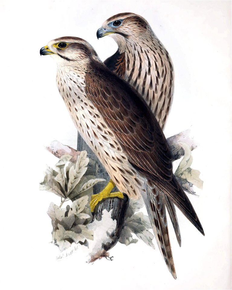 GouldBirdsEuropeILanner Falcon