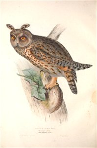GouldBirdsEuropeILong-Eared Owl