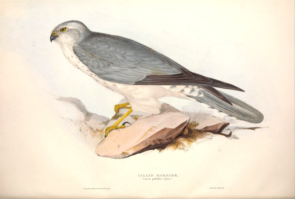 GouldBirdsEuropeIPallid Harrier