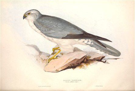 GouldBirdsEuropeIPallid Harrier