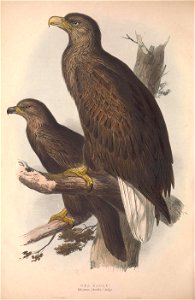 GouldBirdsEuropeISea Eagle