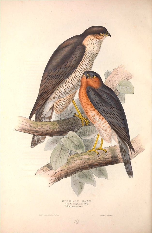 GouldBirdsEuropeISparrow Hawk