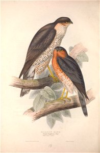 GouldBirdsEuropeISparrow Hawk