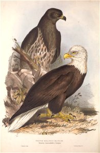 GouldBirdsEuropeIWhite-headed Eagle
