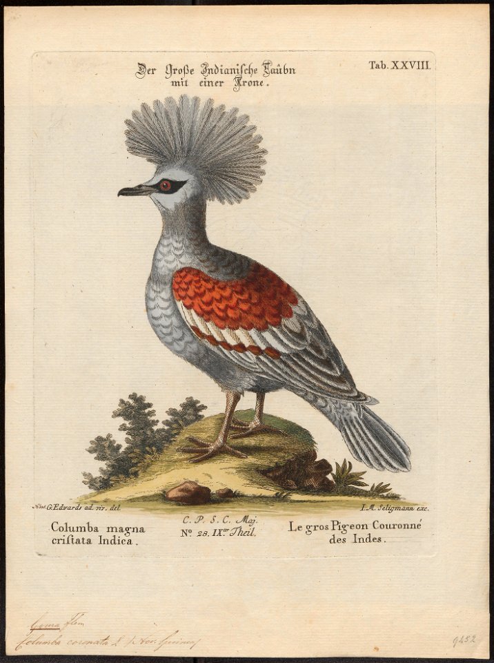 Goura coronata - 1700-1880 - Print - Iconographia Zoologica - Special Collections University of Amsterdam - UBA01 IZ15600311