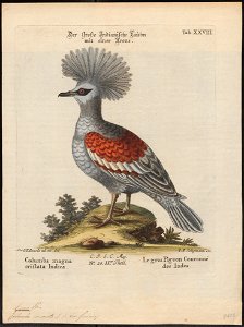 Goura coronata - 1700-1880 - Print - Iconographia Zoologica - Special Collections University of Amsterdam - UBA01 IZ15600311
