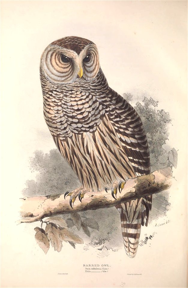 GouldBirdsEuropeIBarred Owl