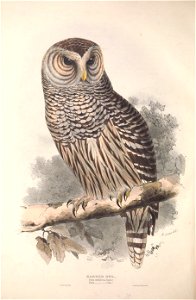 GouldBirdsEuropeIBarred Owl