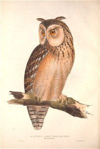 GouldBirdsEuropeIEastern Great Horned Owl