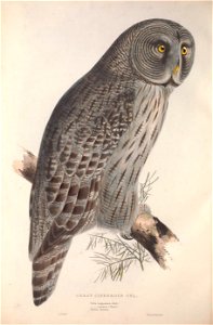 GouldBirdsEuropeIGrey Cinereous Owl
