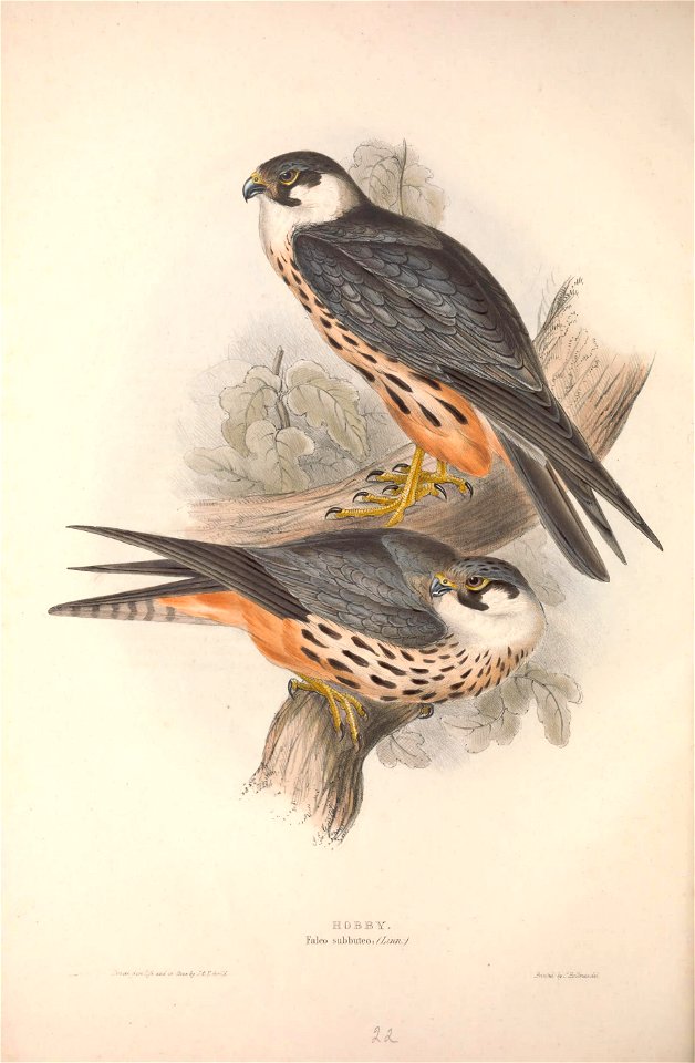 GouldBirdsEuropeIHobby