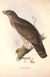 GouldBirdsEuropeIShort-toed Eagle