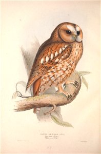 GouldBirdsEuropeITawny Owl