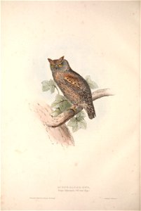 GouldBirdsIEuropeIScops Eared Owl