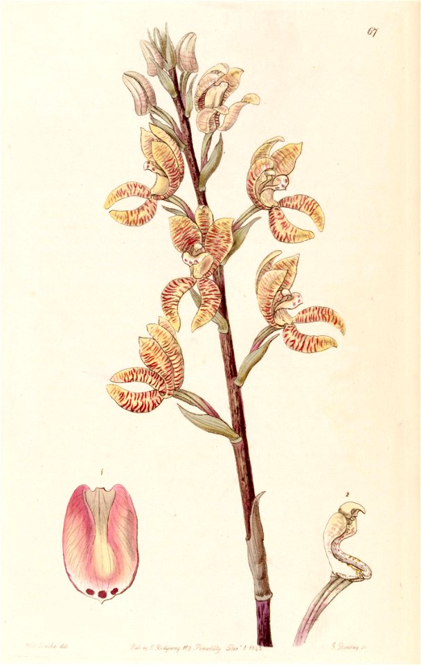 Govenia fasciata - Edwards vol 31 (NS 8) pl 67 (1845)