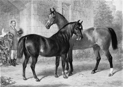 Gourlay Steell (1819-94) - Nimrod and Alma - RCIN 406496 - Royal Collection